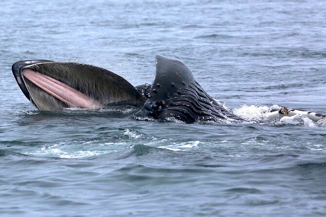 Whale-Watching Cruise With Expert Naturalists - Pricing and Booking Information