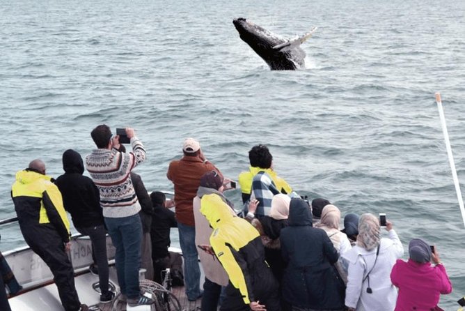 Whale Watching & Dolphin Yacht Cruise - Meeting and Pickup Details