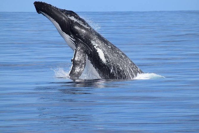 Whale Watching Dunsborough - Whale Watching Season in Dunsborough