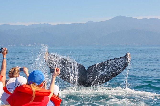 Whale Watching Experience - Price and Booking Details