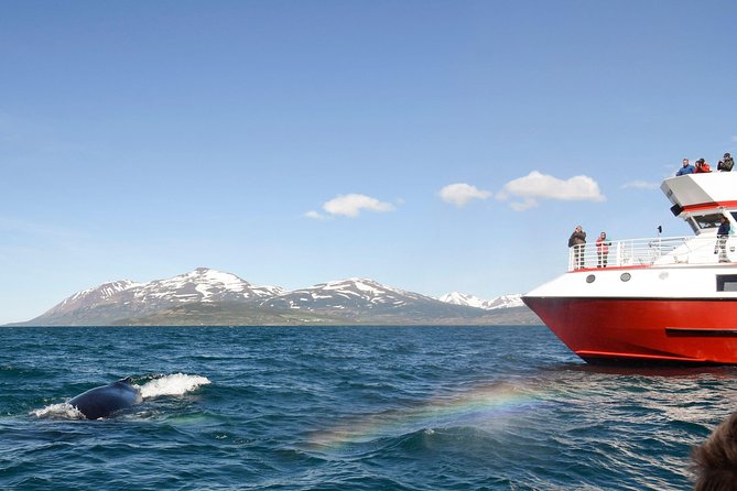 Whale Watching From Downtown Akureyri - Overview of the Tour Experience