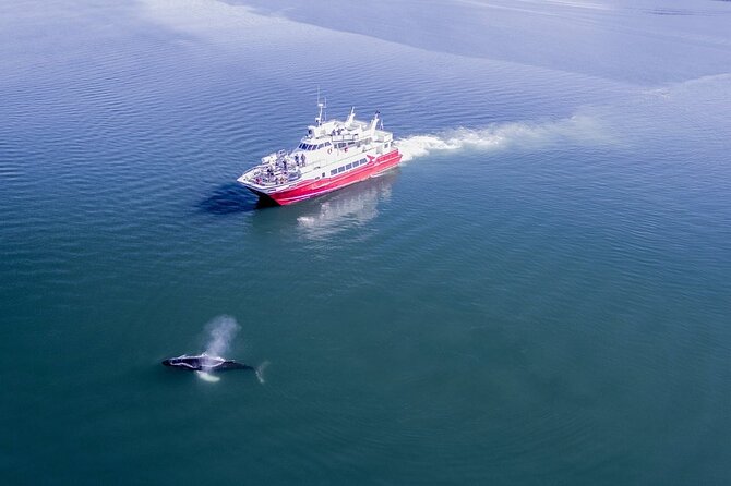 Whale Watching From the Heart of Akureyri - Pricing and Booking