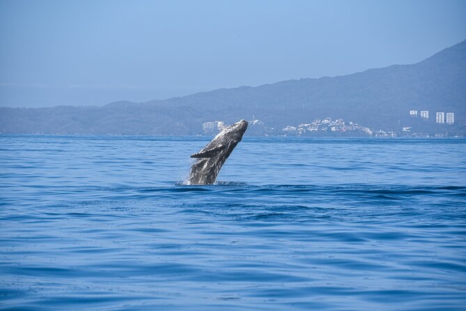 Whale Watching Guaranteed Experience in Puerto Vallarta - Pricing and Value