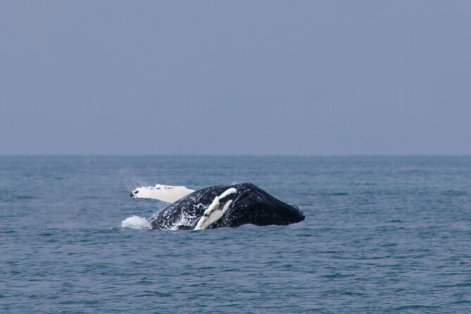 Whale Watching in Húsavík With Friends of Moby Dick - Inclusions and Services