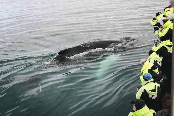 Whale Watching in Husavik - Abundant Whale Sightings in Skjálfandi Bay