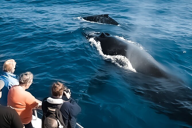 Whale Watching in Kona - What to Bring for a Whale Watching Excursion