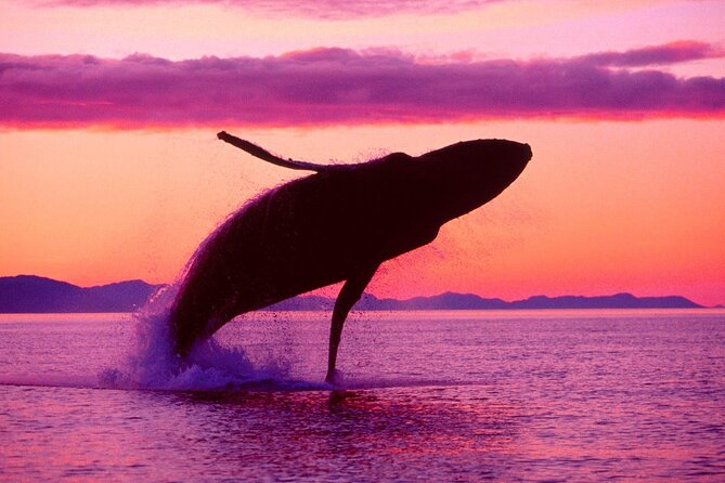 Whale Watching & Limón Waterfall Day Trip - Trip Highlights