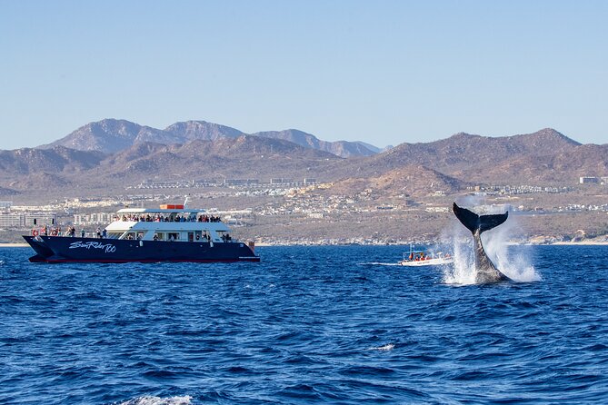 Whale Watching Lunch Cruise in Cabo San Lucas - Inclusions and Extras