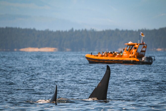 Whale Watching Nanaimo Open Boat Tour - Wildlife Sightings