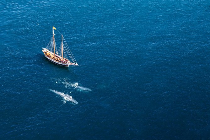 Whale Watching on a Traditional Oak Sailing Ship From Husavik - Excursion Details