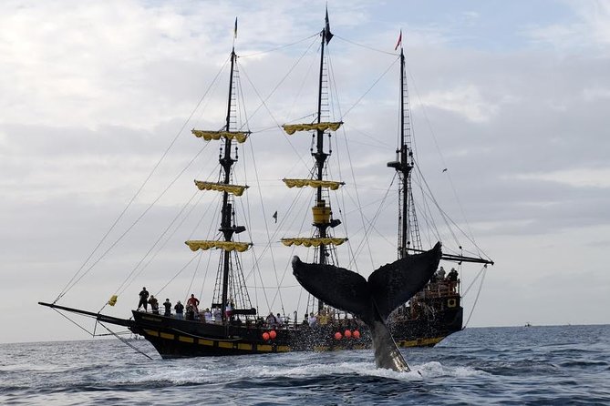 Whale-Watching Pirate Ship Cruise in Los Cabos - Experience Highlights