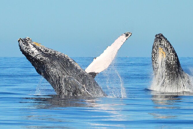 Whale Watching & Snorkeling Private Yacht Tour Cabo With Food & Drinks - Tour Details