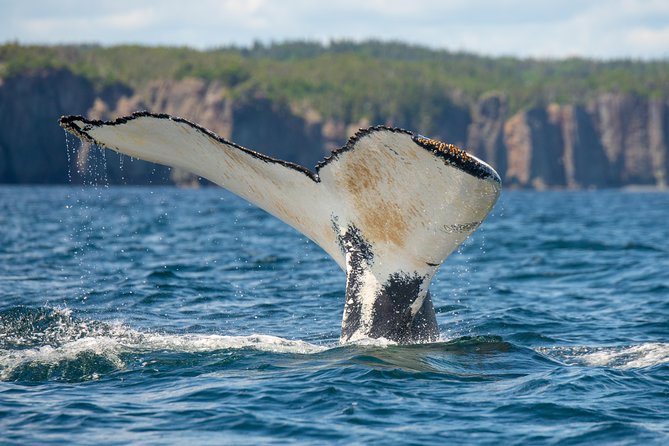 Whale Watching Tour by Zodiac and Tow N Go Kayak With 2-Nights Accomm. Package - Tour Details