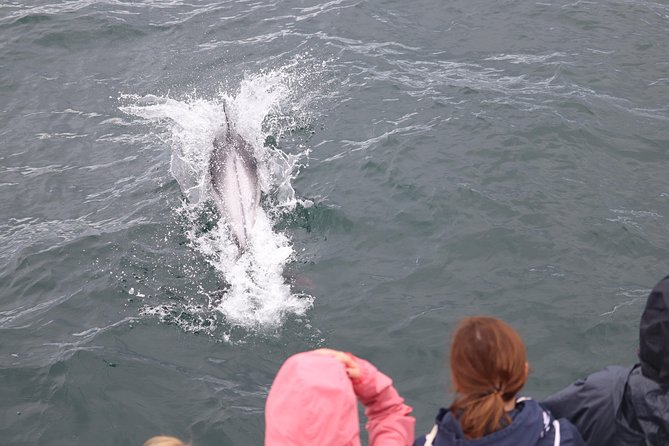 Whale Watching Tour From Reykjavik - Whale Watching Experience
