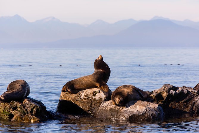 Whale-Watching Tour From Vancouver - Pricing and Booking Details