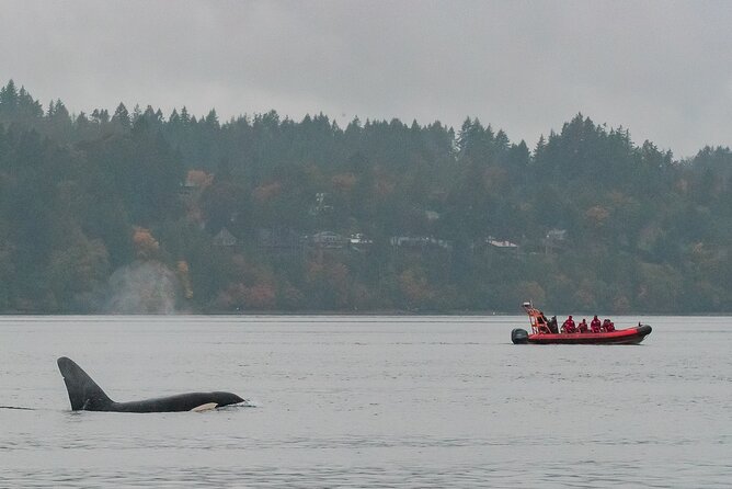 Whale Watching Tour in a Zodiac Boat in Victoria - Tour Details