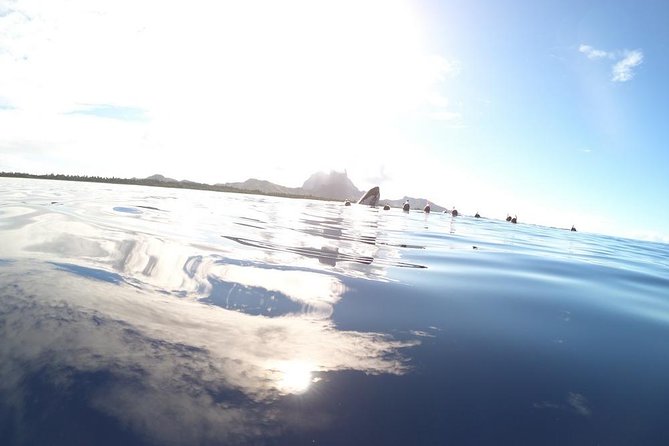 Whale Watching Tours in Bora Bora - Best Time for Whale Watching