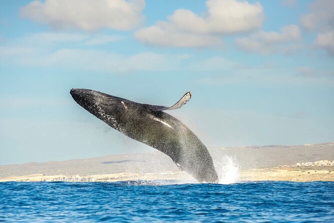 Whale Watching Zodiac in Cabo San Lucas With Comp Transportation - Pricing and Booking