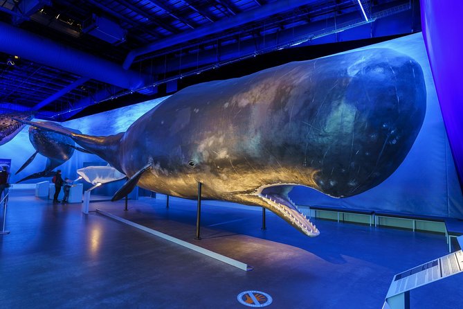 Whales Of Iceland Admission Ticket - Benefits of Securing Your Ticket in Advance