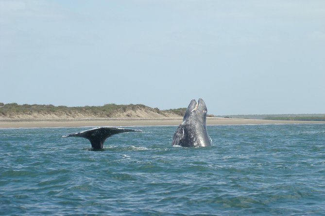 Whales Tour From La Paz - Tour Confirmation and Accessibility