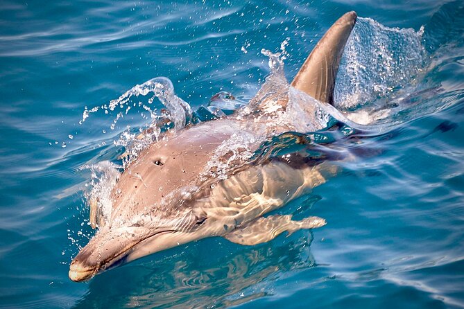 Wild Dolphin Swim Cruise - What to Expect
