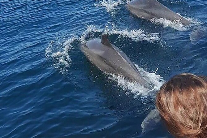 Wild Dolphins Encounter & Snorkeling - Tour Overview and Logistics