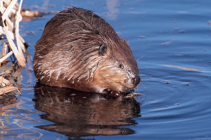 Wildlife Big Canoe Tour - Tour Overview
