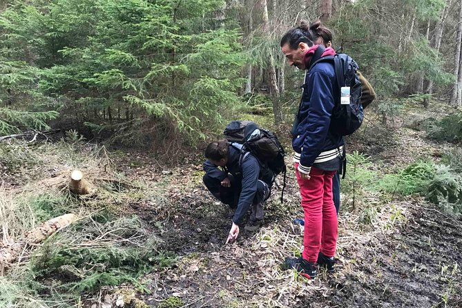 Wildlife Safari Small-Group in Stockholm - Tour Details