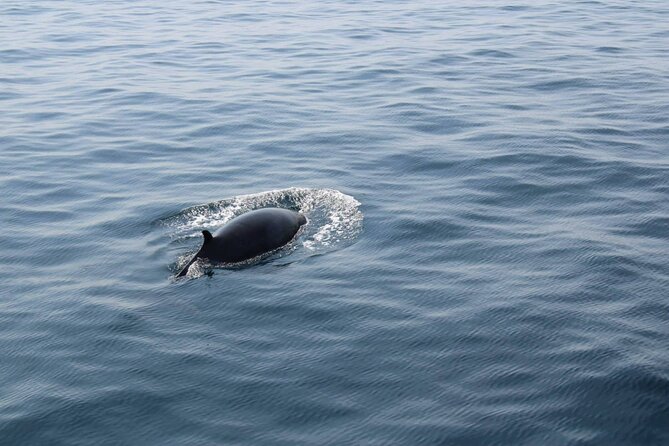 Wildlife Tour - Wildlife Spotting Tips