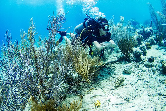 Willemstad Private Introductory Dive  - Curacao - Overview and Inclusions
