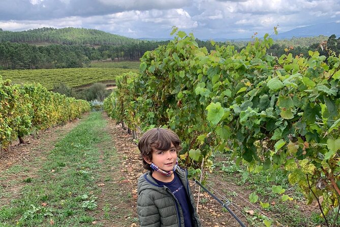 Wine and Petiscos Tasting Experience in A Guarda - Wine and Petiscos Pairing