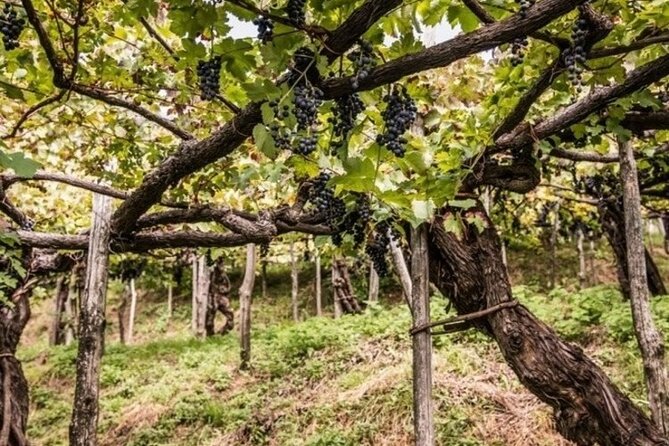 Wine Tasting at the Apicella Winery - Wine Tasting Experiences Offered