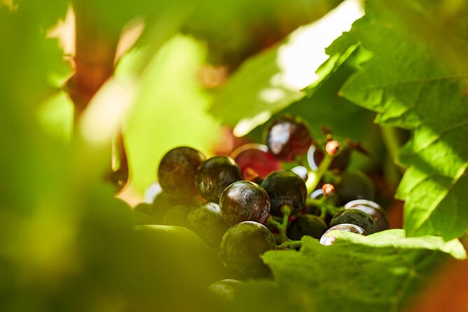 Wine Tasting Tour in Algarve Winery - Activities and Experiences at the Winery