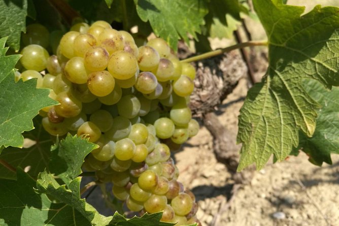 Wine Tour Bandol & Cassis From Marseille - Wine Tour Overview