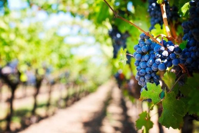 Wine Tour (Lunch Included) - Wine Tour Overview