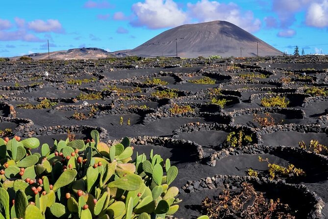 Winery Tour and Tasting in Tenerife With the Sommelier - Tasting Experience