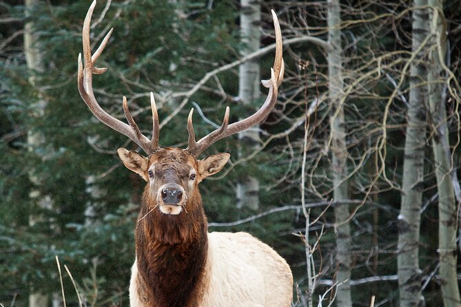 Winter Wilderness & Wildlife Tour - 3hr / Ice Cleats Included - Certified Tour Guide