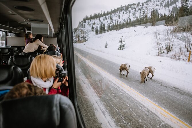 Winter Wildlife Discovery Tour - Inclusions and Refund Policy