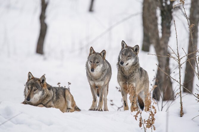 Winter Yellowstone Tour (With Optional Hike or Snowshoe) - Tour Highlights