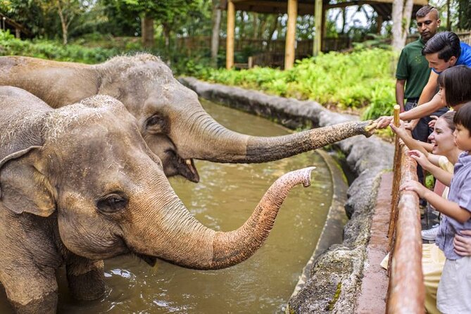 Wondrous Wildlife @ Singapore Zoo Roundtrip Transfers - What to Expect at Singapore Zoo