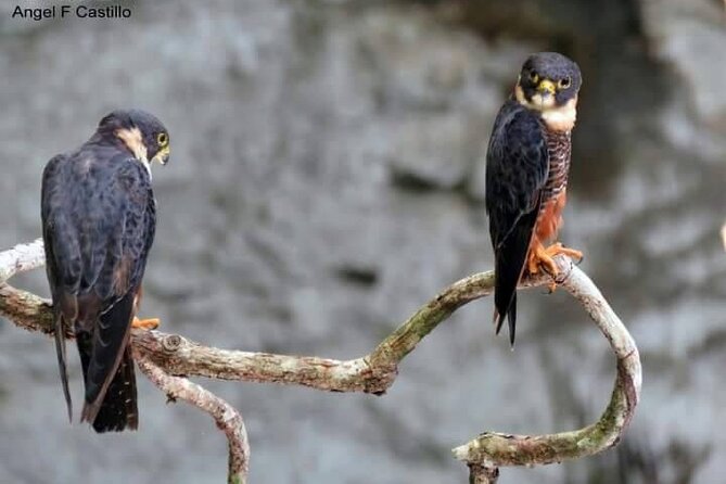 Xocen Birding - Birding in Xocén