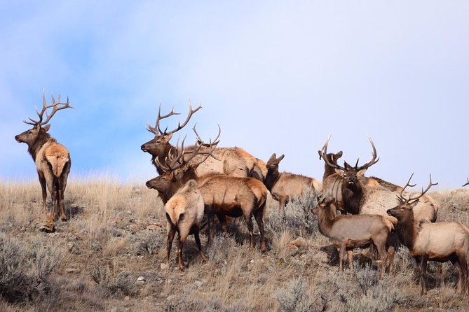 Yellowstone and Grand Teton 4 Day 3 Night Wildlife Adventure - Positive Reviews About the Tour Guides
