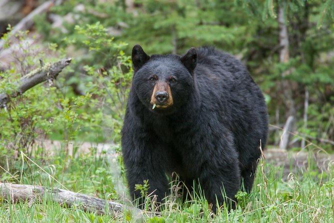 Yellowstone Custom Wildlife and Nature Tour - Overview of Yellowstone National Park