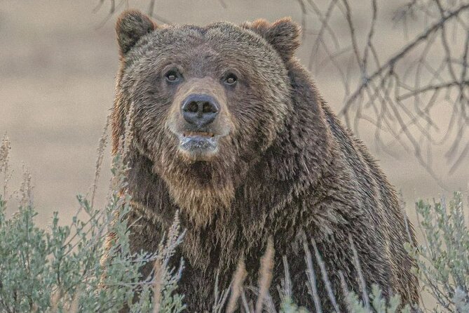 Yellowstone Full-Day Upper Loop Wildlife Adventure W/Lunch - Provided Binoculars and Scopes