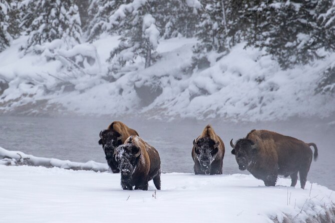 Yellowstone & Grand Teton National Parks Winter Tour: Small Group 4-Day Tour - Tour Requirements and Recommendations