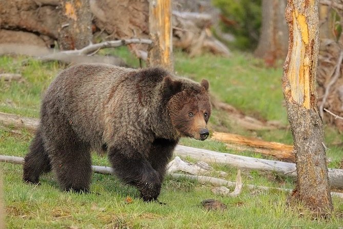 Yellowstone Lower Loop Guided Tour From Cody, Wyoming - Tour Details and Highlights