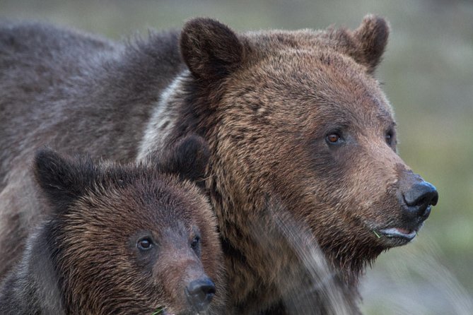 Yellowstone National Park Group Tour - Tour Highlights