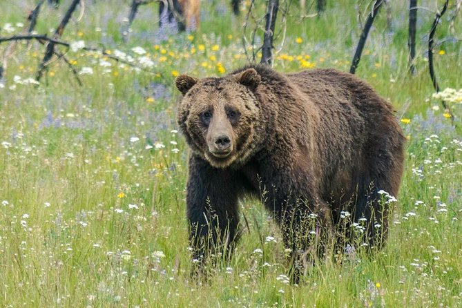 Yellowstone National Park Private Tour - Tour Overview