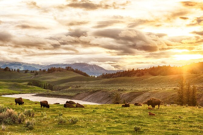 Yellowstone National Park Tour From Jackson Hole - Itinerary and What to Expect