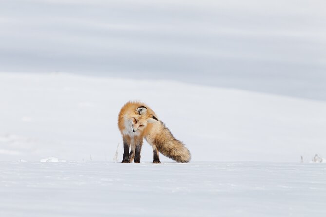Yellowstone Snowshoe Adventure - Private Tour From Jackson Hole - Tour Duration and Logistics